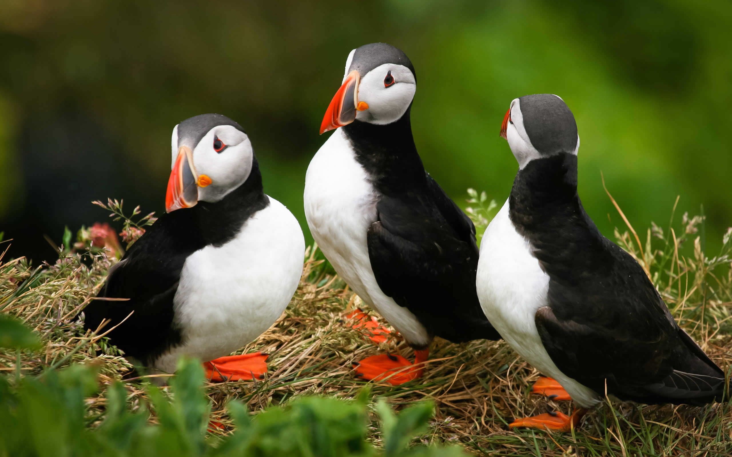 seal island puffin tours