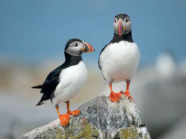 seal island puffin tours